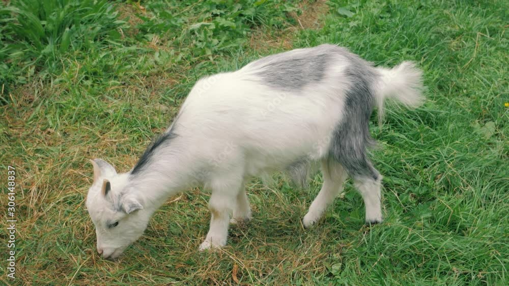 White goatling eating green grass with gray spots household animal on the farm White goatling eating green grass with gray spots household animal on the farm
