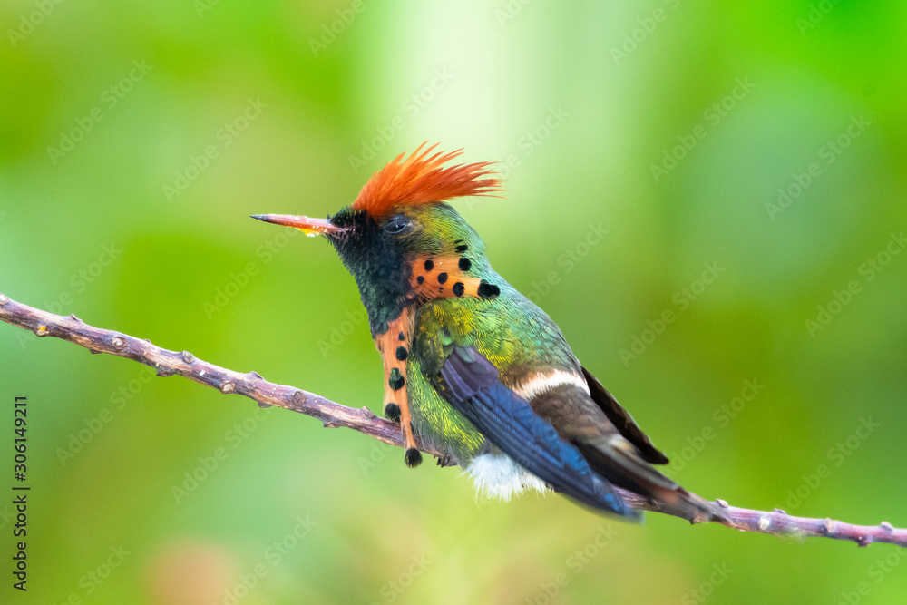 A Tufted Coquette hummingbird perching on a branch in a garden. Glittering hummingbird with green background. Bright orange hummingbird isolated. Bird in garden A Tufted Coquette hummingbird perching on a branch in a garden. Glittering hummingbird with green background. Bright orange hummingbird isolated. Bird in garden