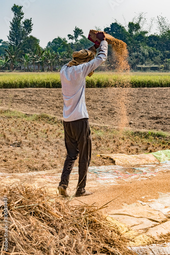 Canvas Print Vertical Photo of Indian Farmer working in crop field, is Hand Winnwoing the Chaff from Wheat Grains on hot sunny day of Summer