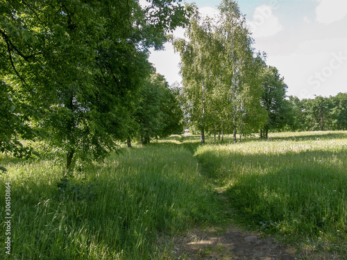 A path through the green grass running between tall trees against a blue sky with white clouds in the bright afternoon sun