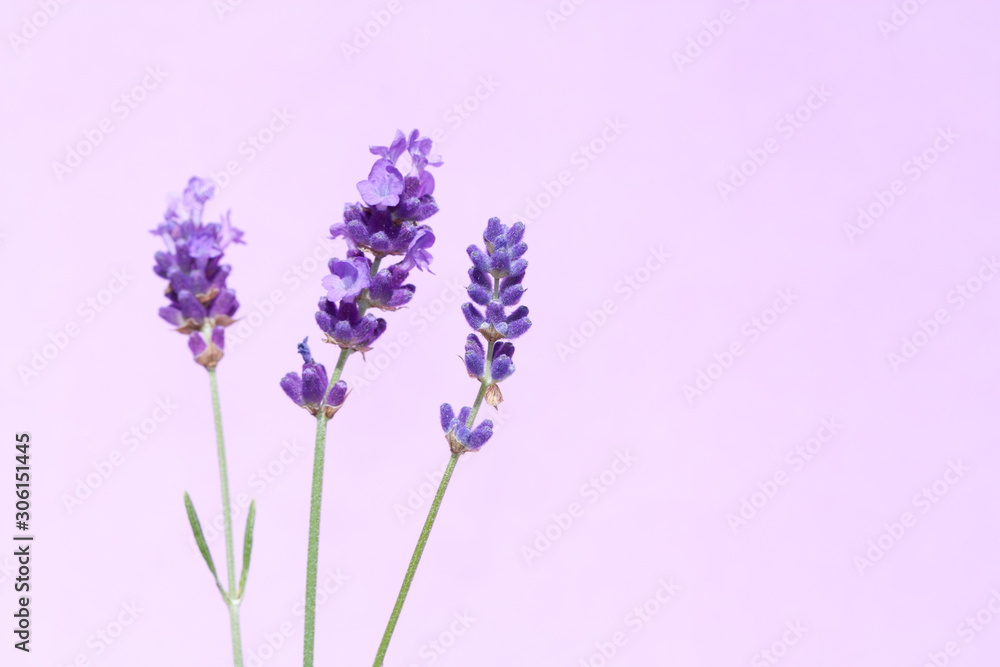 Obraz premium Beautiful lavender flowers.