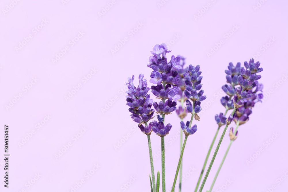 Obraz premium Beautiful lavender flowers.