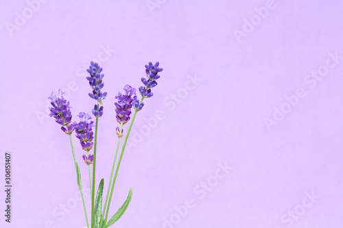 Fototapeta Naklejka Na Ścianę i Meble -  Beautiful lavender flowers.