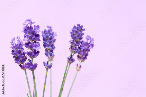 Fototapeta Naklejka Na Ścianę i Meble -  Beautiful lavender flowers.
