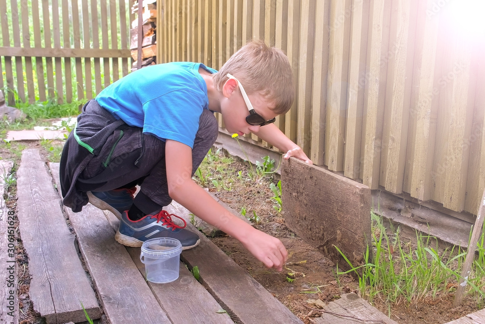 Boy collects worms under the wooden boards in village for fishing. Teen boy exploring the environment. He is putting worm in plastic pail sitting squat.