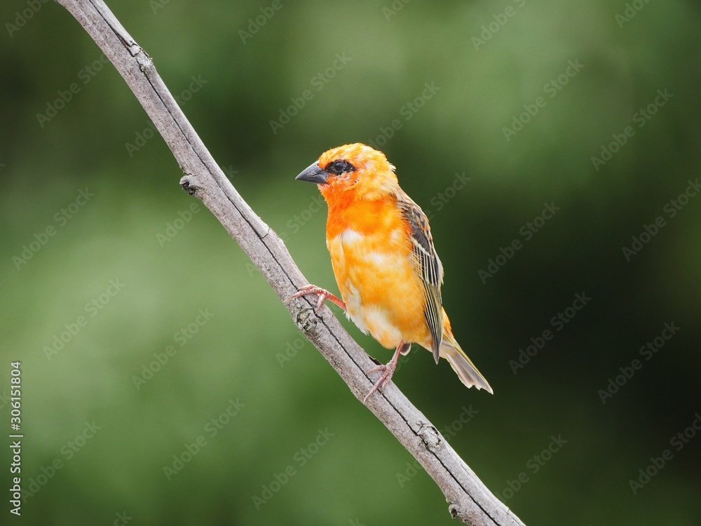 Red Foudia Madagascariensis fody bird isolated on green natural background Red Foudia Madagascariensis fody bird isolated on green natural background