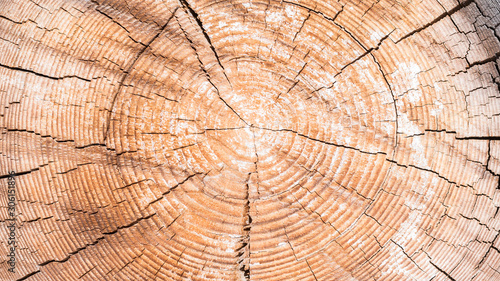 Wooden background - old yellow-brown sawn large tree with annual rings and cracks