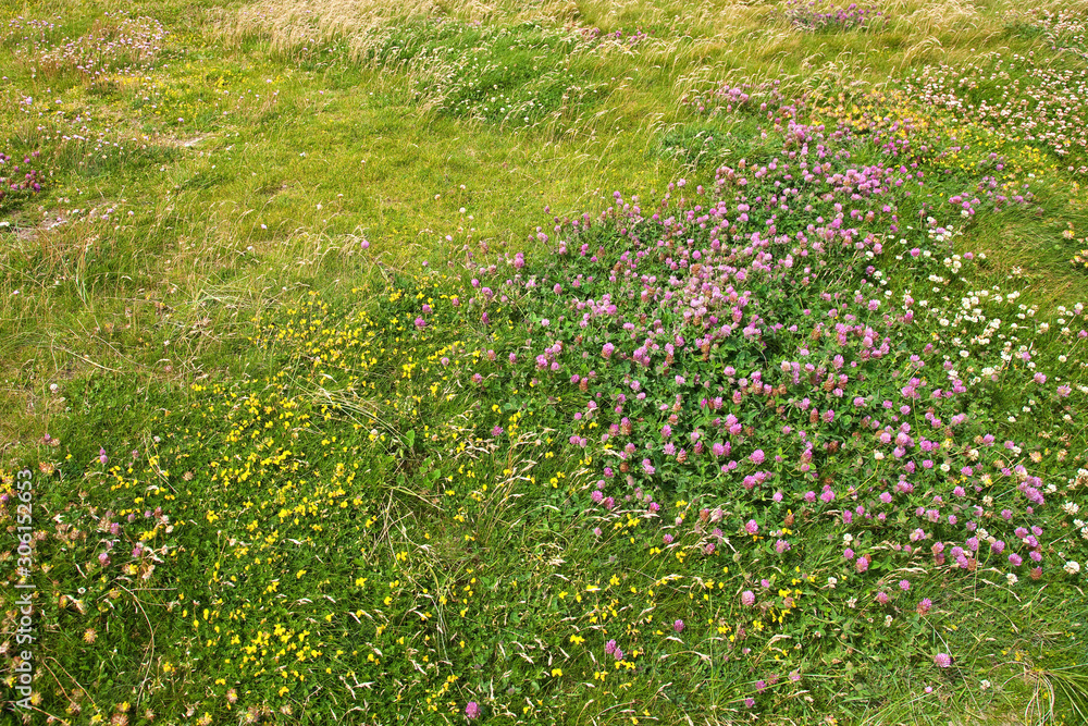 green summer meadow with clover