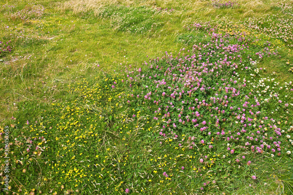 green summer meadow with clover green summer meadow with clover