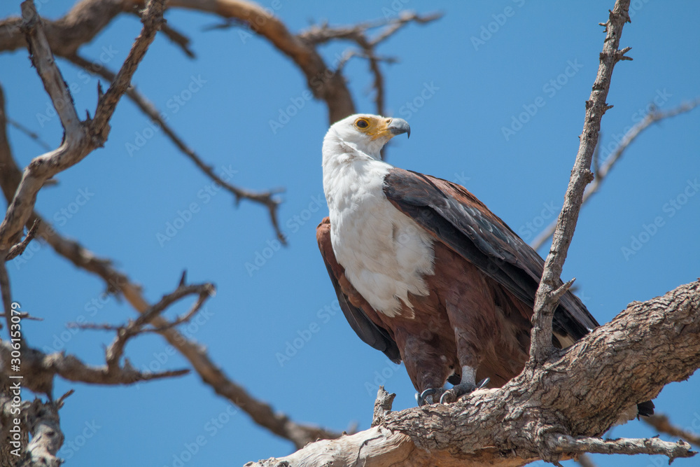 African fish eagle, Chobe Riverfront, Botswana, Africa African fish eagle, Chobe Riverfront, Botswana, Africa