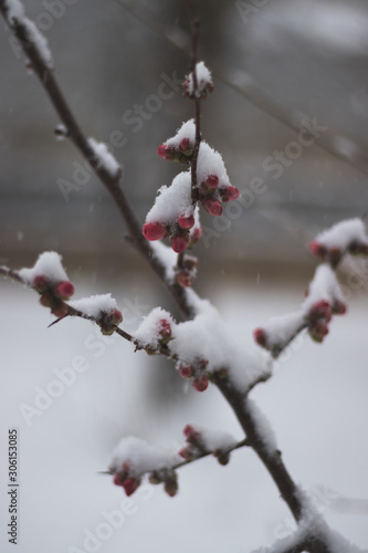 rama con brotes nevada © Iker