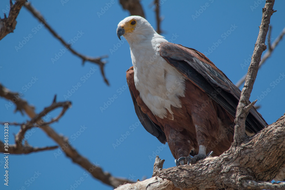 African fish eagle, Chobe Riverfront, Botswana, Africa African fish eagle, Chobe Riverfront, Botswana, Africa