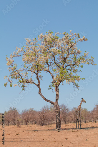 Giraffe under trees, Moremi game reserve, Botswana, Africa