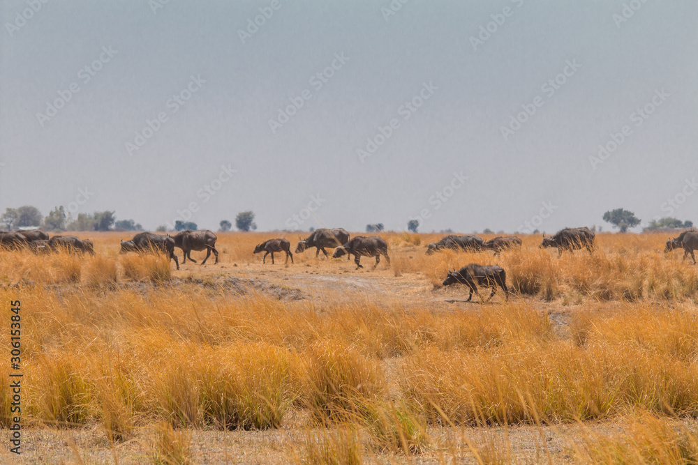 African buffalo walking through the savanna, Botswana, Africa African buffalo walking through the savanna, Botswana, Africa