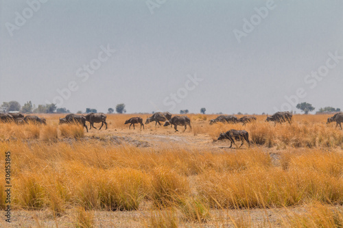 African buffalo walking through the savanna, Botswana, Africa