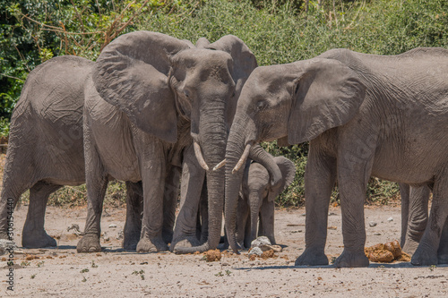 Elephants at the chobe riverfront  Botswana  Africa