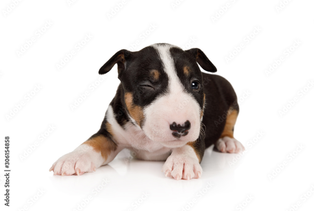 Lovely Miniature Bull Terrier puppy lying on a white background