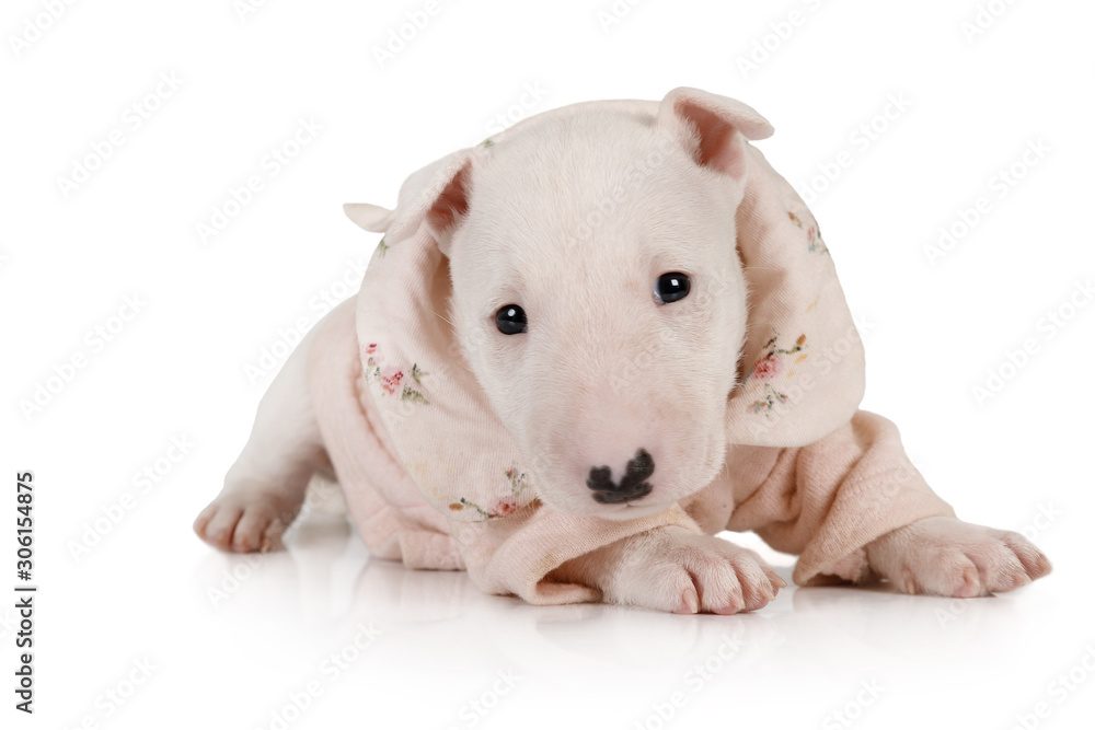Lovely puppy Miniature Bull Terrier dressed in a jacket lying on a white
