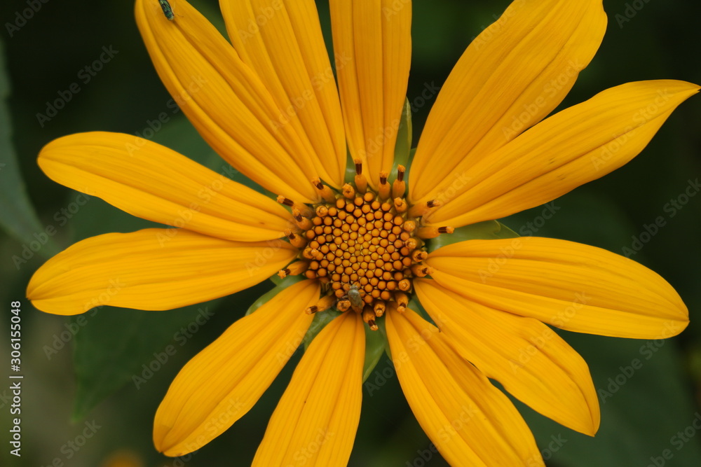 yellow flower on green background yellow flower on green background
