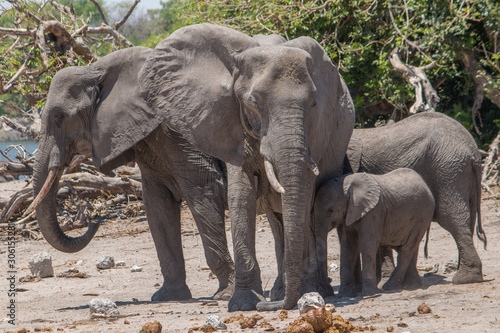 Elephants at the chobe riverfront, Botswana, Africa