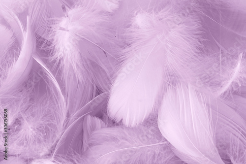Feather bird soft and sweet background abstract