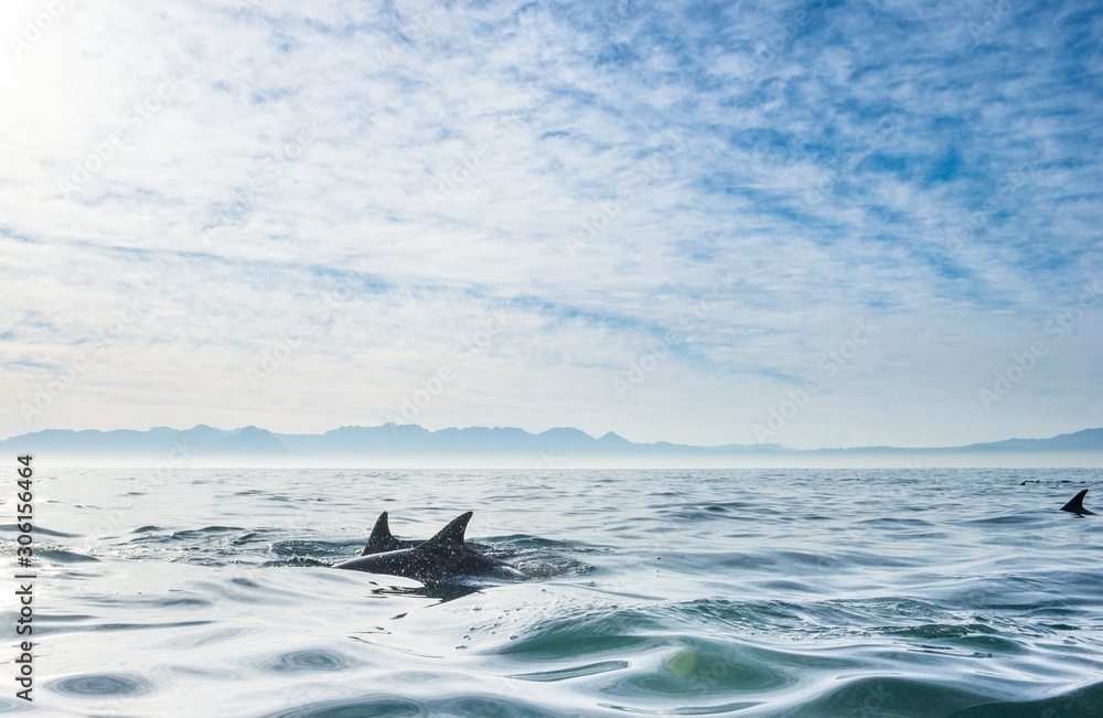 Fototapeta premium Group of dolphins, swimming in the ocean and hunting for fish. Dolphins swim and jumping from the water. The Long-beaked common dolphin (scientific name: Delphinus capensis) in atlantic ocean.
