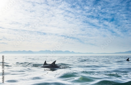Group of dolphins, swimming in the ocean and hunting for fish. Dolphins swim and jumping from the water. The Long-beaked common dolphin (scientific name: Delphinus capensis) in atlantic ocean.