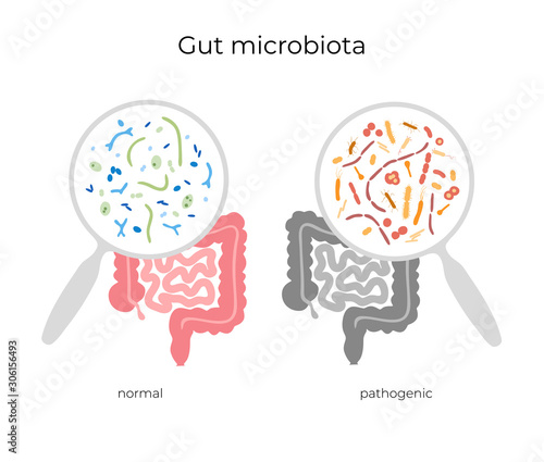 Vector illustration of human microbiota photo