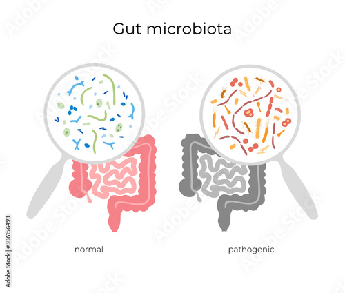 Vector illustration of human microbiota
