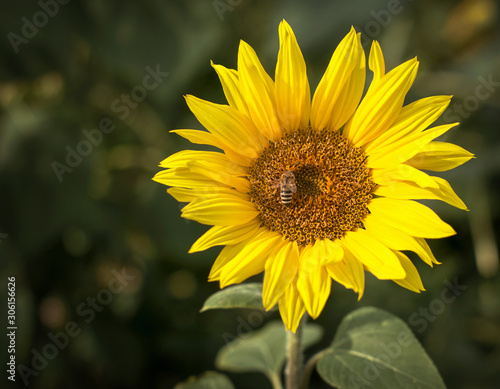 Poster agriculture. Blooming sunflower in the bright sunny day. Blue sky. Close-up of sunflower. Field. Bee  honeybee. Natural background