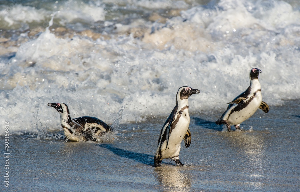 Fototapeta premium African penguins walk out of the ocean on the sandy beach. African penguin ( Spheniscus demersus) also known as the jackass penguin and black-footed penguin. Boulders colony. Cape Town. South Africa