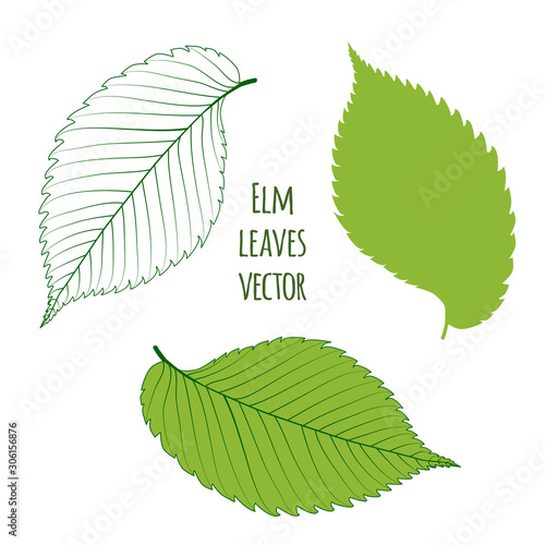 Green elm leaves isolated on white background. Vector illustration photo