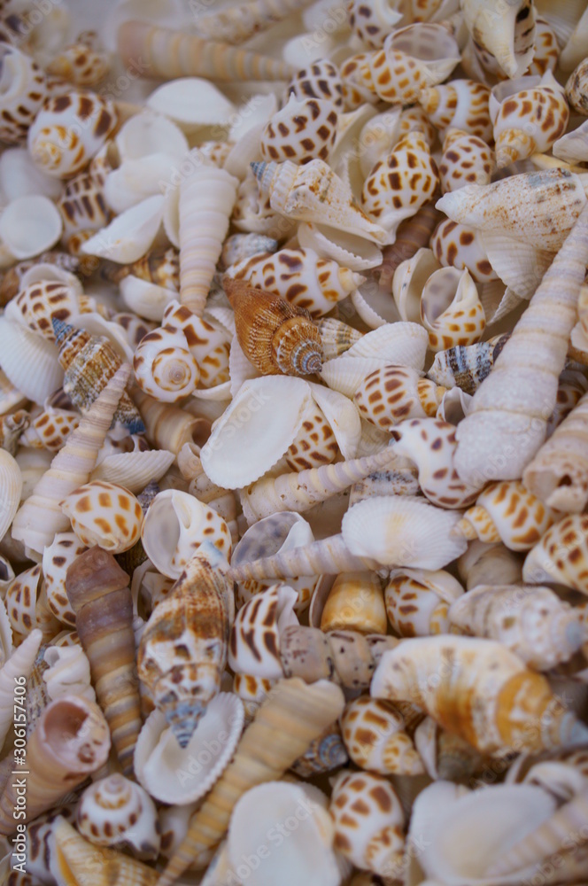 Handcraft materials, lots of shells Handcraft materials, lots of shells