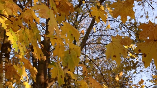 Black patch on the leaves of the maple. The disease is caused by the fungus Rhytisma acerinum. With this disease, large, round, black, slightly convex spots with a yellowish-green border are formed. photo