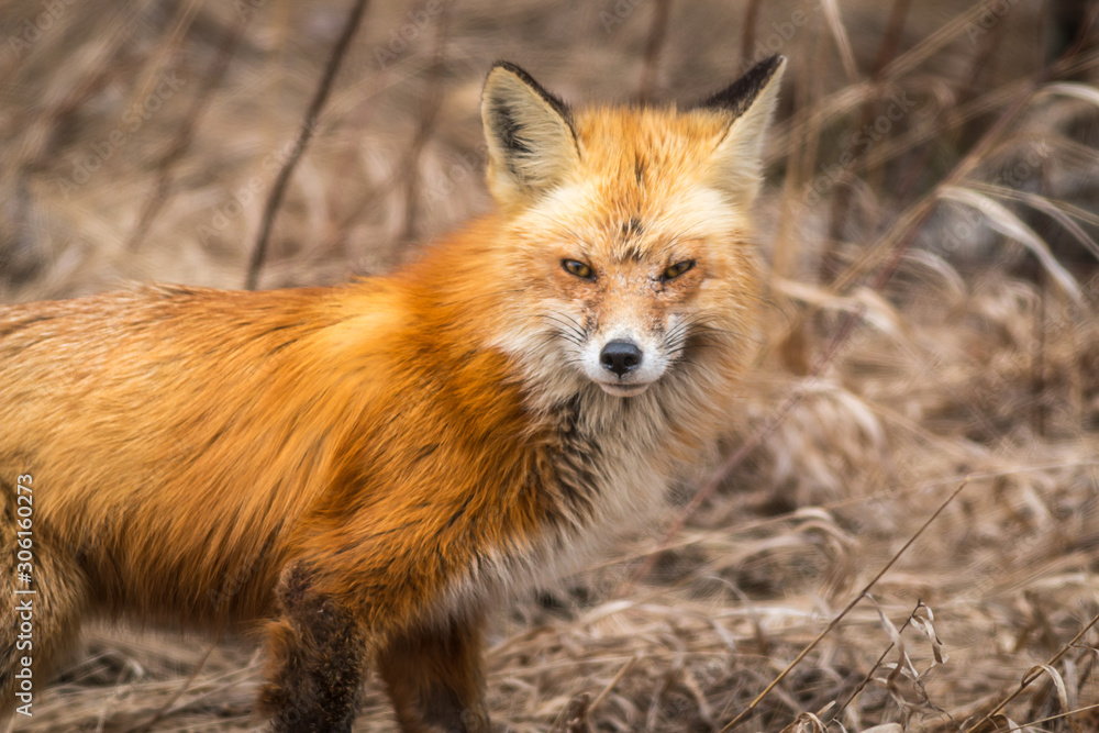 A cranky looking red fox in Northwest Ontario, Canada. A cranky looking red fox in Northwest Ontario, Canada.