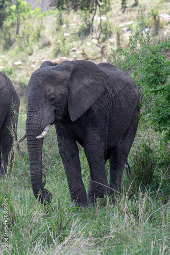 African elephant in the wild in the savannah in africa.