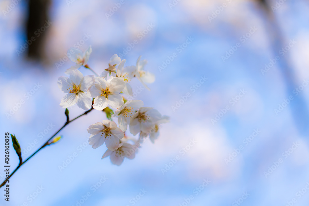 Obraz premium Cherry Blossoms