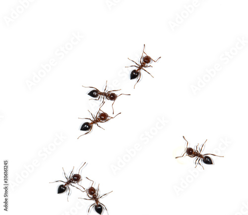 small black ants on a white wall © studybos