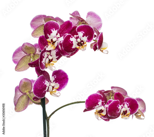 branch of lilac orchid flowers on a white background