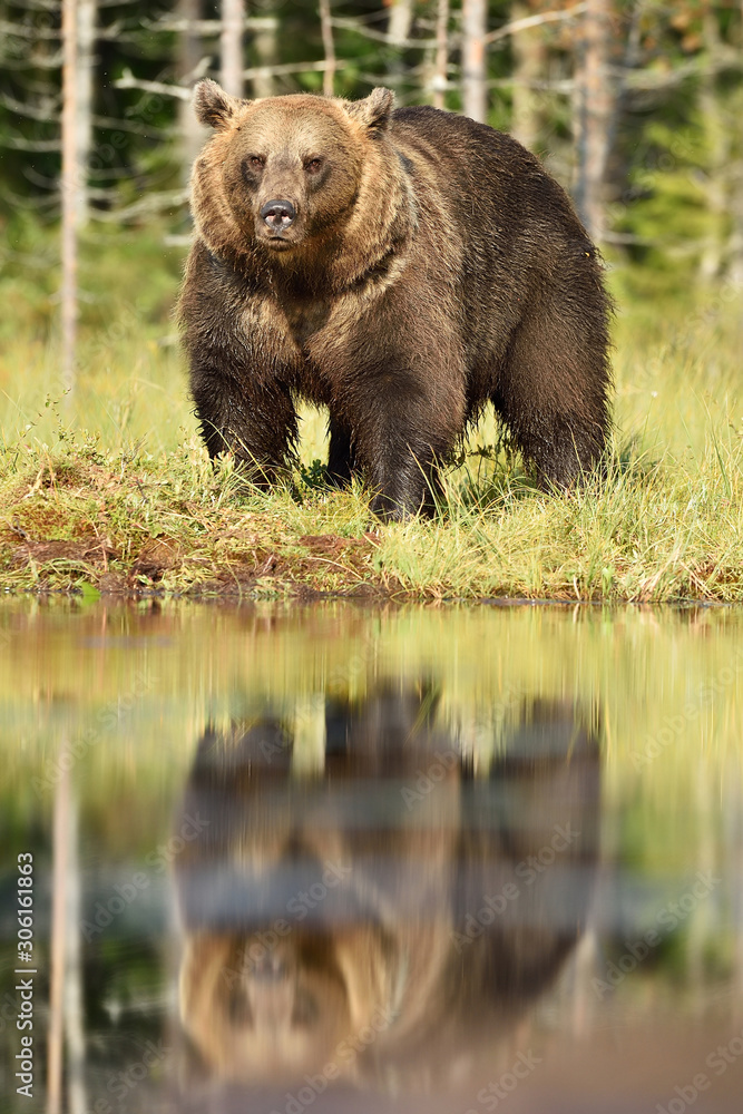 Fototapeta premium big maler brown bear serious look