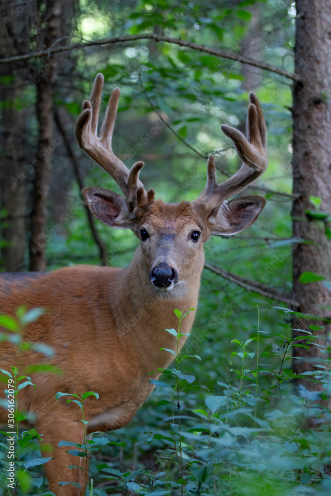 White-tailed deer buck in the early morning light with velvet antlers in spring in Canada