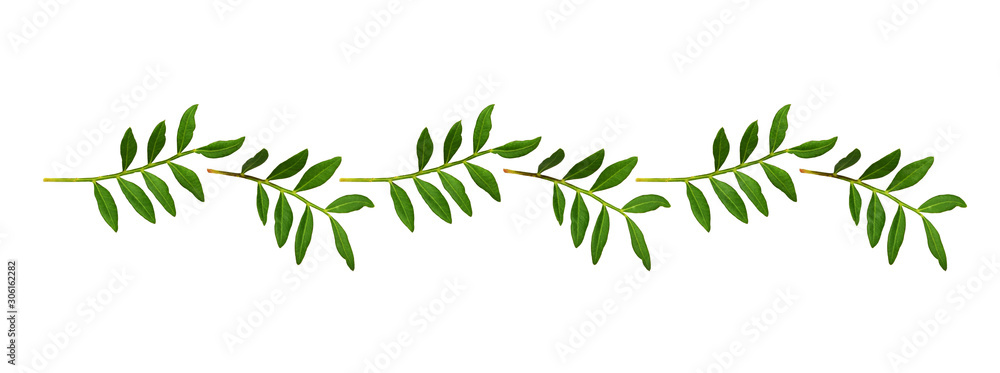 Twigs with green leaves in a line arrangement Twigs with green leaves in a line arrangement