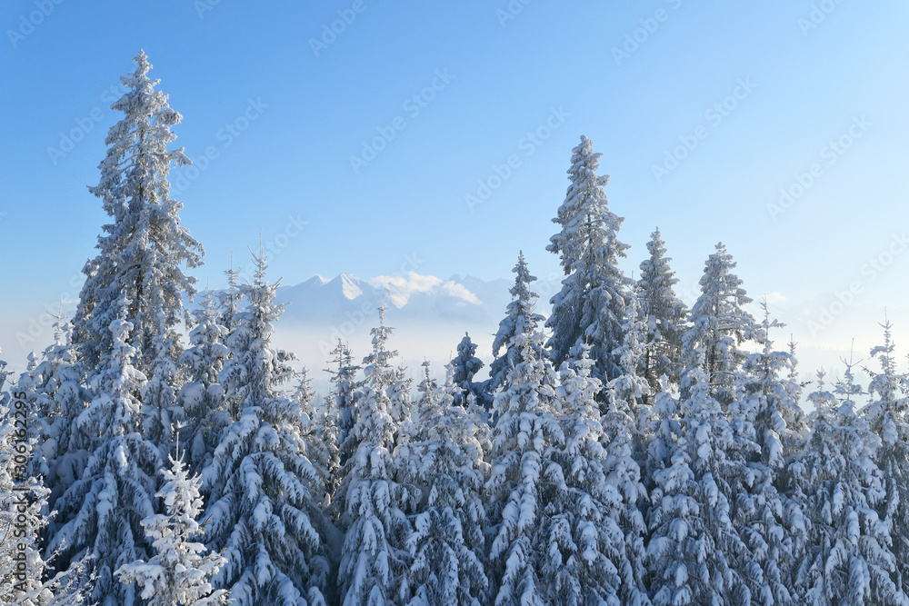 Winter trees covered with snow and Tatra mountains landscape. Winter trees covered with snow and Tatra mountains landscape.