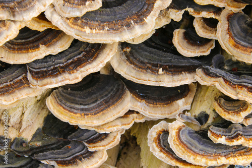 Close up detail of brown and white bracket fungus growing on a beech tree stump in a woodland in Cardiff, Wales, UK