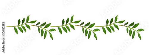 Twigs with green leaves in ...