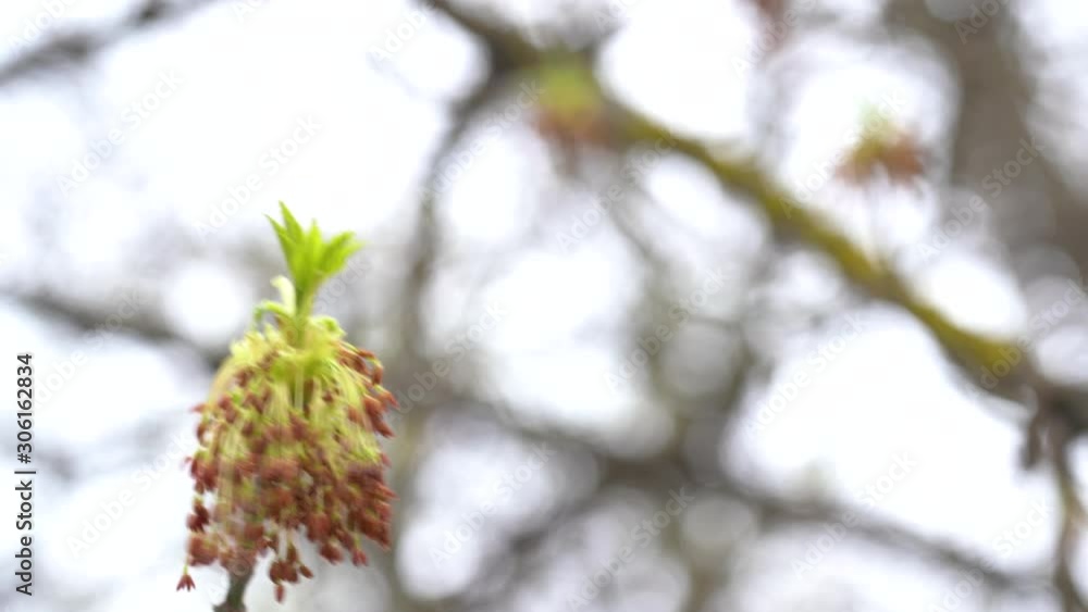 Closeup view of spring branch of tree growing in forest. First young delicate foliage of april month. Real time 4k video footage. Closeup view of spring branch of tree growing in forest. First young delicate foliage of april month. Real time 4k video footage.