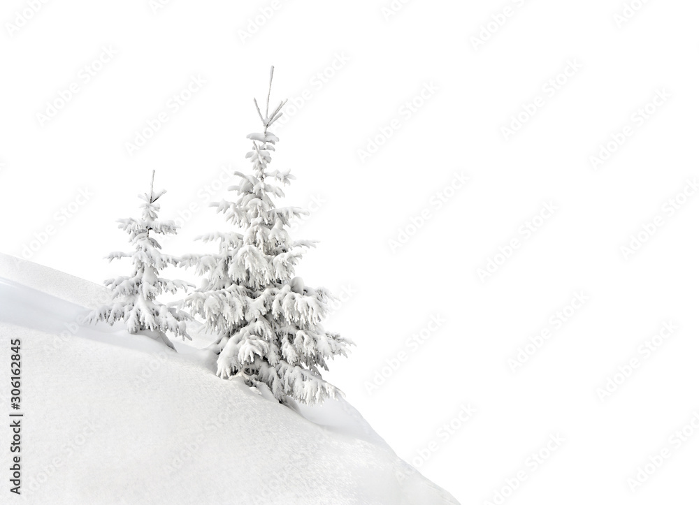 Fototapeta premium Fir trees covered snow on white background with space for text