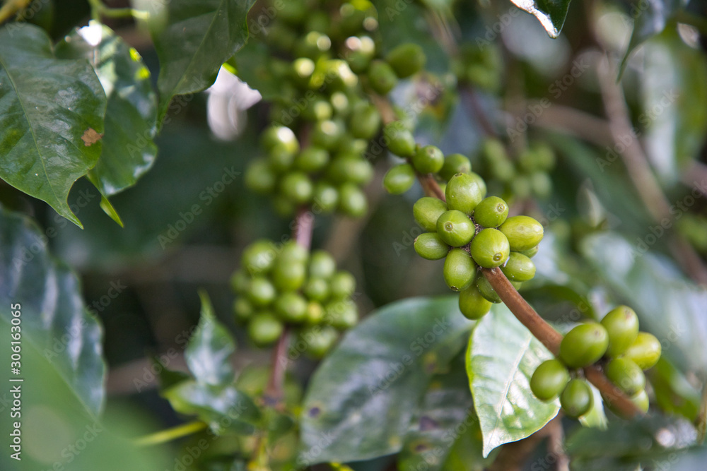 Coffee from Pyin Oo Lwin Region, Burma