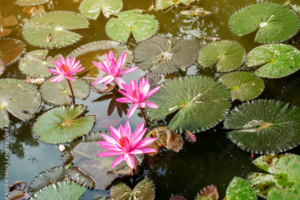The group of pink lotus flowers in the pond with natural flare in the morning. The group of pink lotus flowers in the pond with natural flare in the morning.