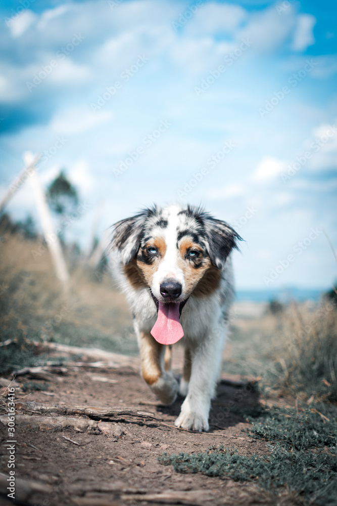 Dog australian shepherd running blue merle in nature 2 Dog australian shepherd running blue merle in nature 2
